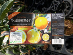 ３月入荷中 果樹苗の紹介