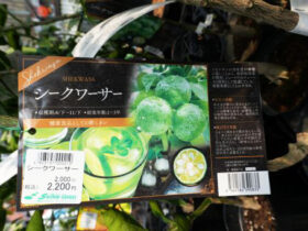 ３月入荷中 果樹苗の紹介