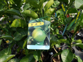 ３月入荷中 果樹苗の紹介