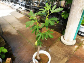 ５月入荷中 果樹苗の紹介