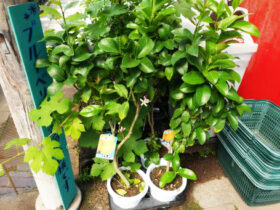 ５月入荷中 果樹苗の紹介