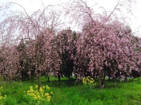 岡山の植木販売、紅シダレ桜