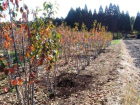 岡山の植木販売、ジュンベリー紅葉しました
