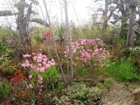 岡山の植木販売、ツツジ。春一番 咲きました