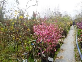 岡山の植木販売、カイドウ、咲きました