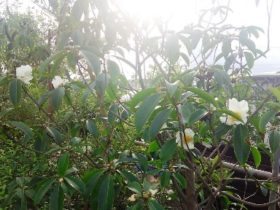 岡山の植木販売、ゴードニア台湾椿の花が咲きました