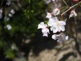 ４月の植木の様子