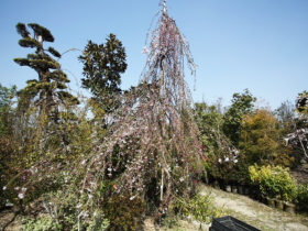 ４月の植木の様子