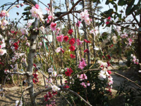 ４月の植木の様子