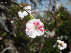 ４月の植木の様子