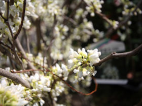 ４月の植木の様子
