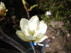 ４月の植木の様子