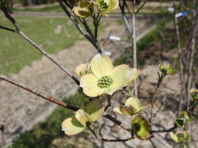 ４月の植木の様子