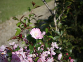 ４月の植木の様子