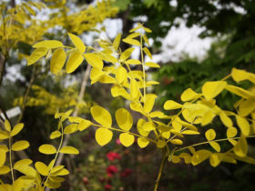 ４月の植木の様子