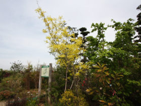 ４月の植木の様子