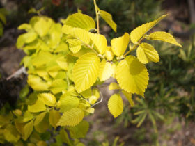 ４月の植木の様子