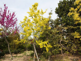 ４月の植木の様子