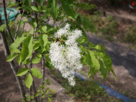 ４月の植木の様子