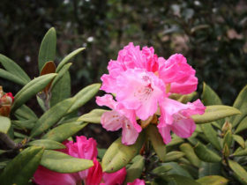 ４月の植木の様子