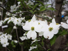 ４月の植木の様子