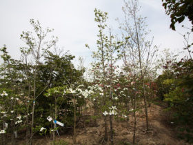 ４月の植木の様子