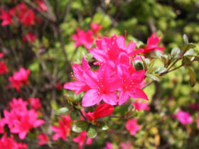 ４月の植木の様子