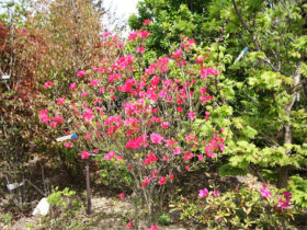 ４月の植木の様子