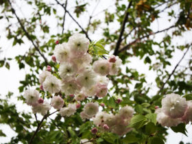 ４月の植木の様子