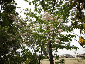 ４月の植木の様子
