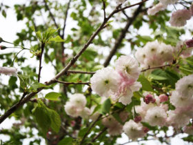 ４月の植木の様子