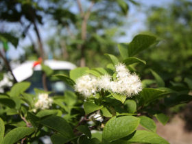 ４月の植木の様子