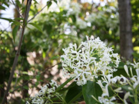４月の植木の様子