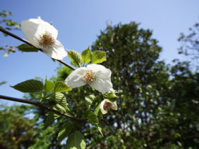 ４月の植木の様子