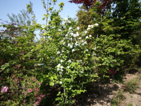 ４月の植木の様子