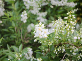 ４月の植木の様子