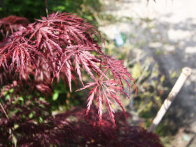 ４月の植木の様子
