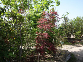 ４月の植木の様子