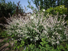 ４月の植木の様子