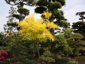 ５月の植木の様子