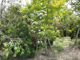 ５月の植木の様子