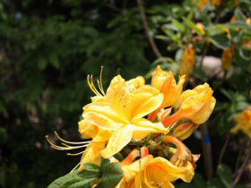 ５月の植木の様子