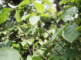 ５月の植木の様子