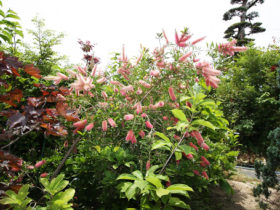 ５月の植木の様子