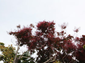５月の植木の様子