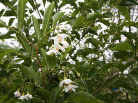 ５月の植木の様子