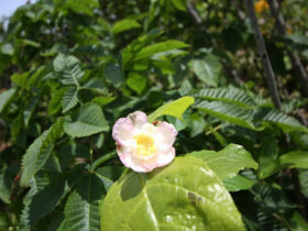 ５月の植木の様子