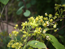 ５月の植木の様子