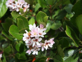 ５月の植木の様子