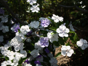 ５月の植木の様子